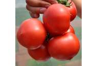 Пінк Джаз F1 - томат індетермінатний, 500 насіння, Nickerson Zwaan фото, цiна
